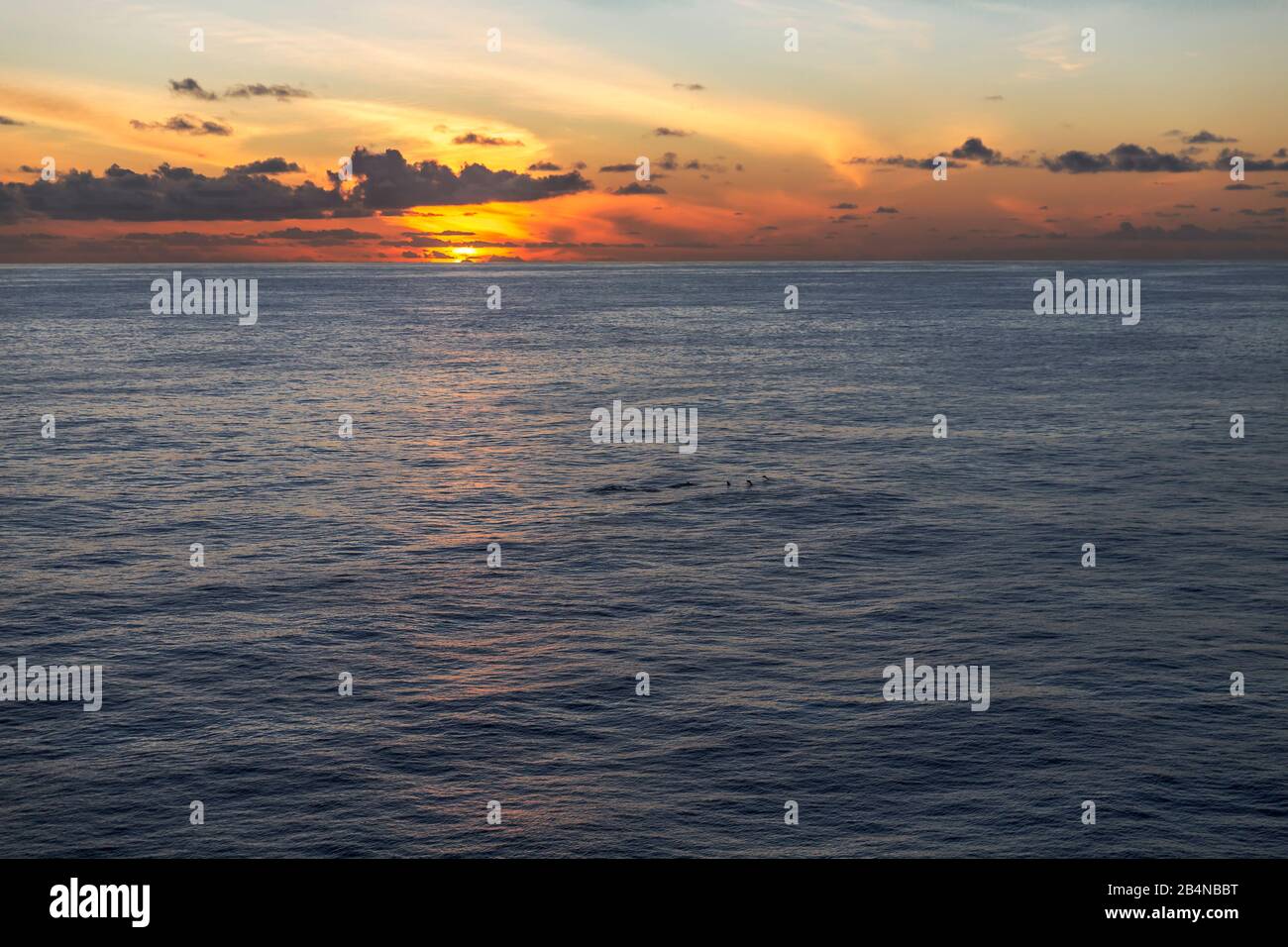 Sonnenuntergang, Delfine am Horizont, Aussicht vom Kreuzfahrtschiff auf das Meer, Mauritius, Indischer Ozean Stock Photo