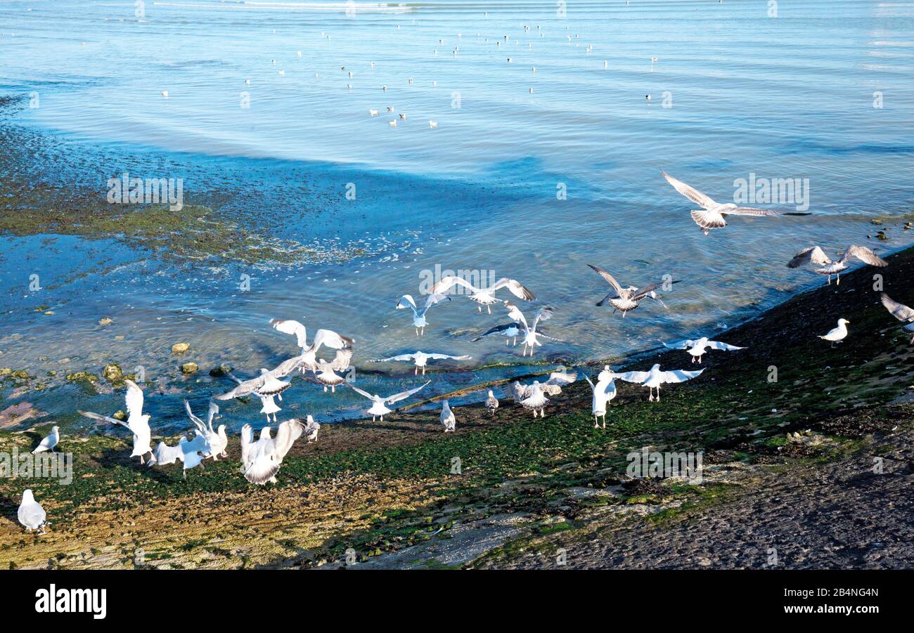 Seagulls start towards the sea. Port-en-Bessin-Huppain is a commune in the Calvados department in the Normandy region in France. Stock Photo