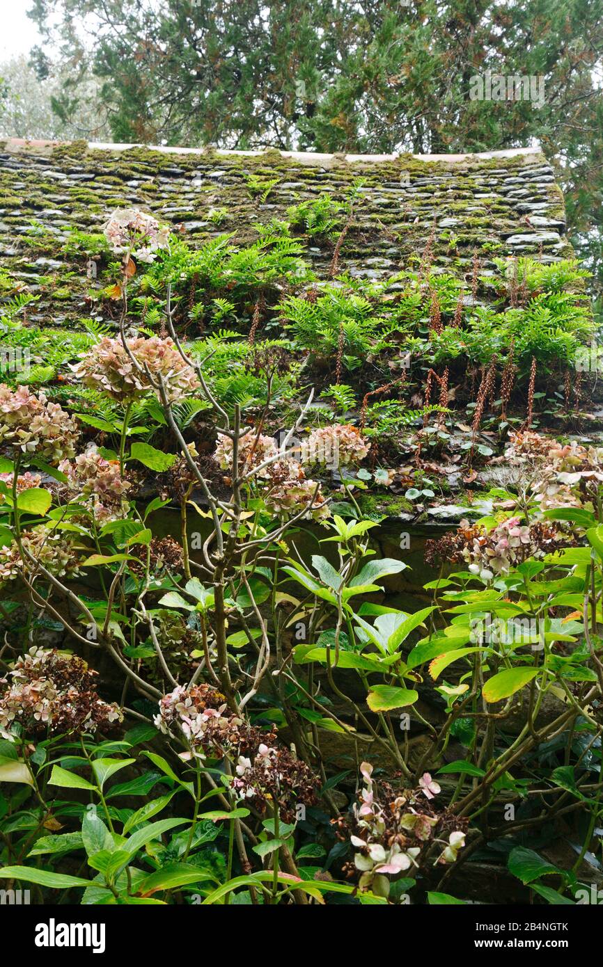 Hydrangea bush in front of mossy roof tiles on which fern herbs grow. On the Corniche de l–´Amorique peninsula in the Côtes-d'Armor department, in the Brittany region. Stock Photo