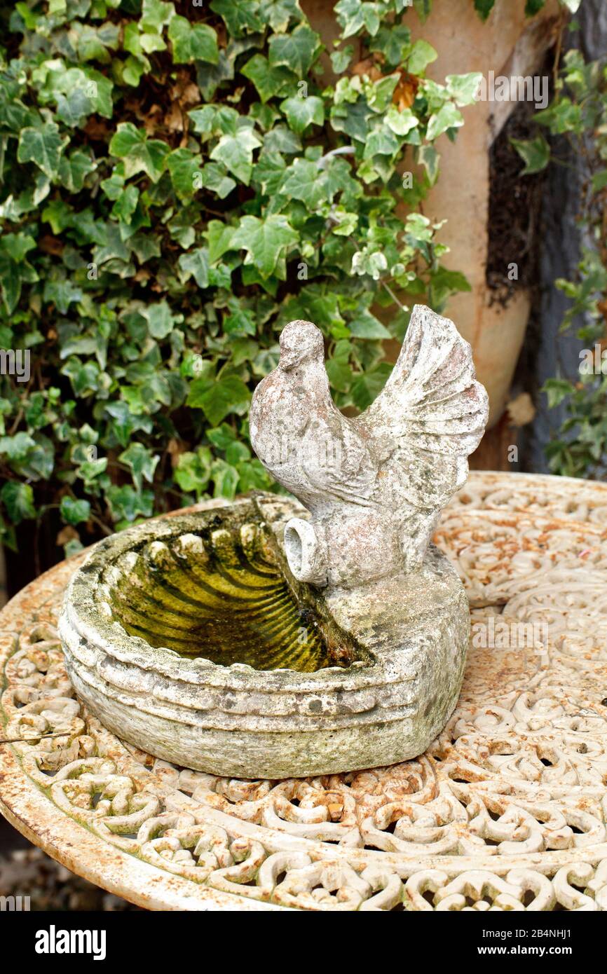 Bird bath on a stone garden table in front of ivy tendrils Stock Photo
