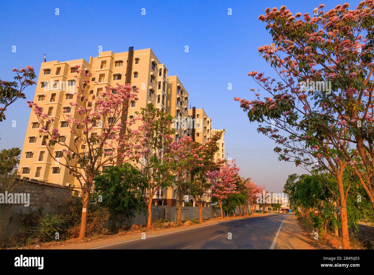 A street in Bangalore City flanked by beautiful trees with Pink flowers -- photographed during spring season Stock Photo