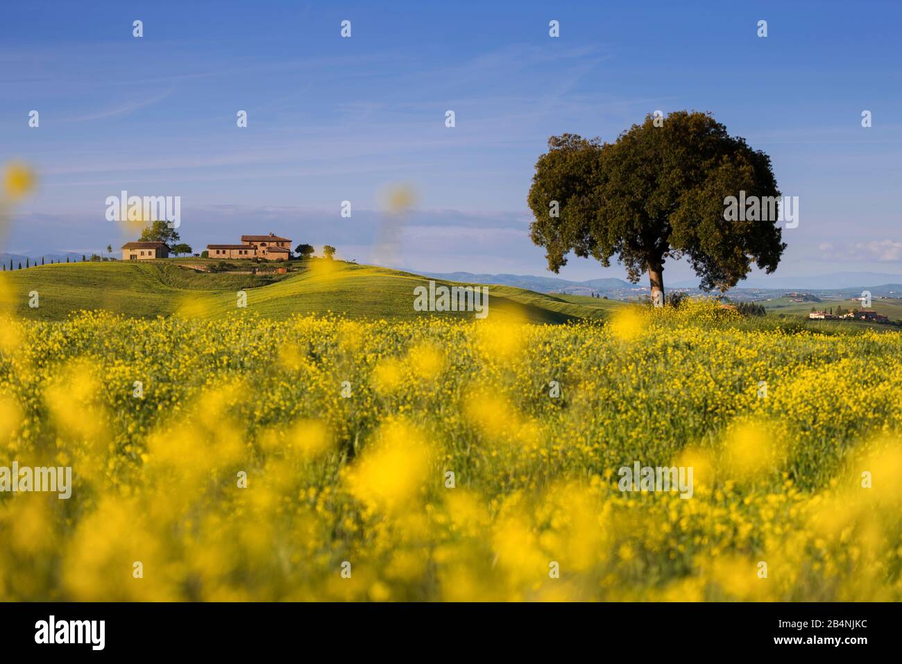 Crete Senesi, Tuscany, Italy, tree and country house in the hills or in the rape field Stock Photo