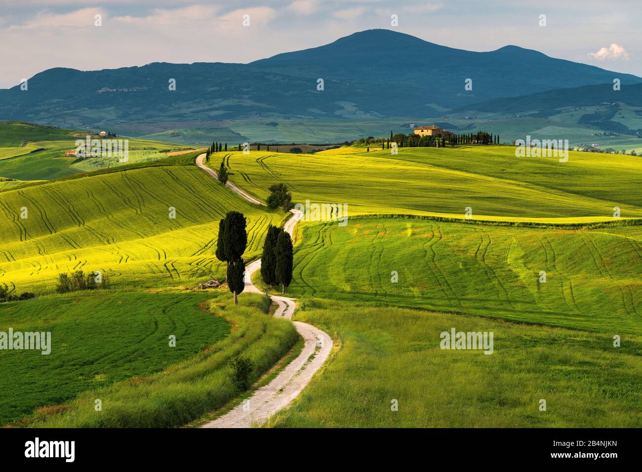 Val d'Orcia, Pienza, Agriturismo A Terrapille, Tuscany, Italy, road leads to the country house Terrapille Stock Photo