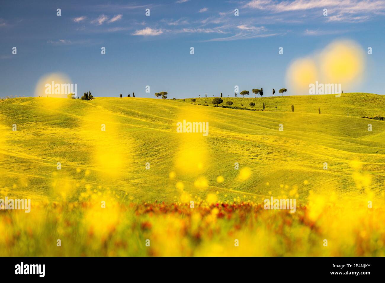 Val d'Orcia, cypress trees near San Quirico, Tuscany, Italy Stock Photo