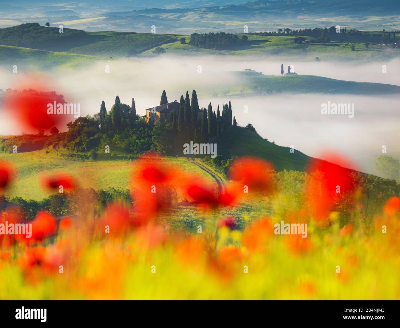 Country house Belvedere near San Quirico d'Orcia, Val d'Orcia, Tuscany, Italy, poppies in the foreground, in the background the country house Stock Photo