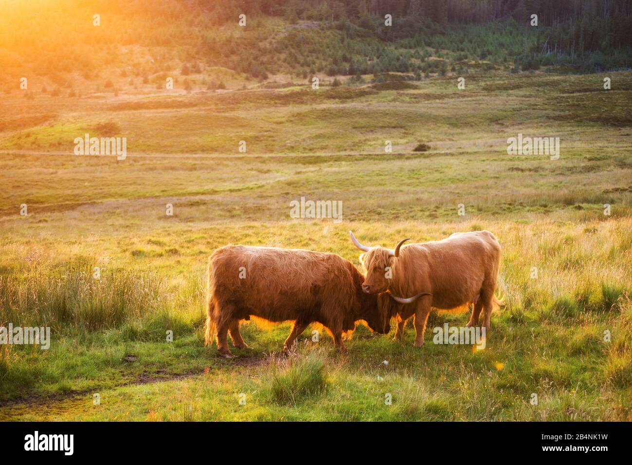 Highland cattle in the evening light, Isle of Skye, Scotland Stock Photo