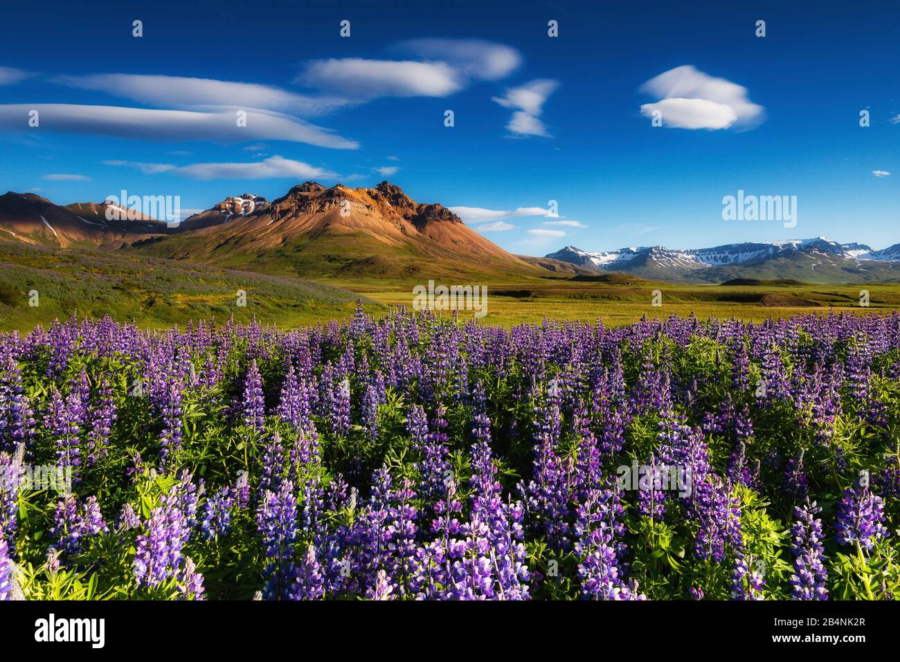 BorgarfjörÃ°ur in Iceland in the east fjords. Lupine field in the foreground and mountain range of the highlands in the background, summer in Iceland Stock Photo