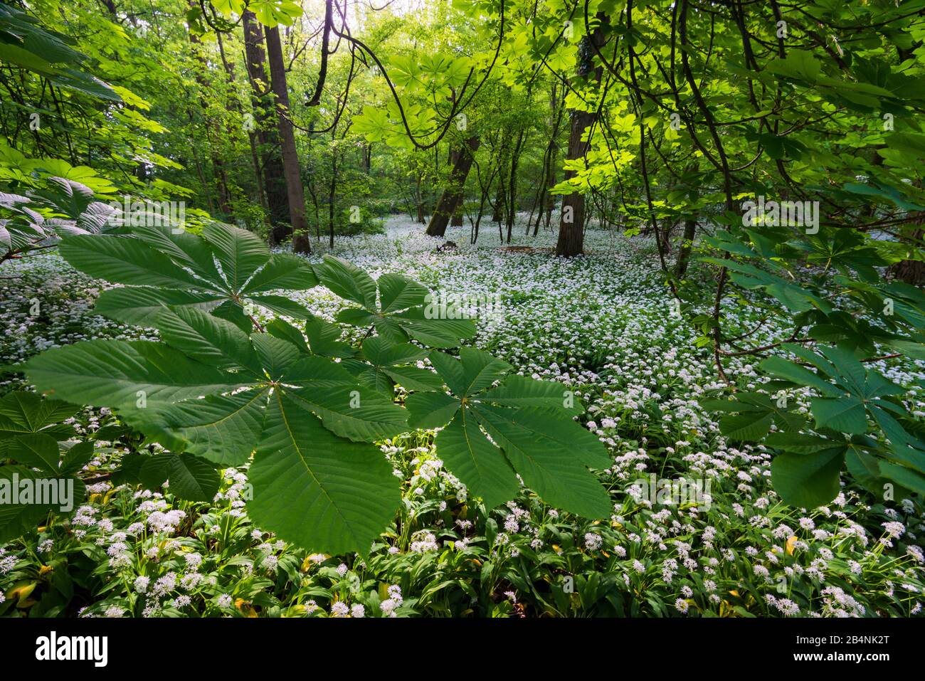 Wild garlic blossom in the Danube floodplain in Lower Austria near Haslau on the Danube, Donauauen National Park Stock Photo