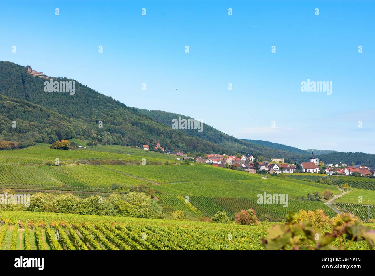 Weyher in der Pfalz, village Weyher in der Pfalz, castle Rietburg, vineyard at Deutsche Weinstraße ( German Wine Route ), Rhineland-Palatinate, Germany Stock Photo
