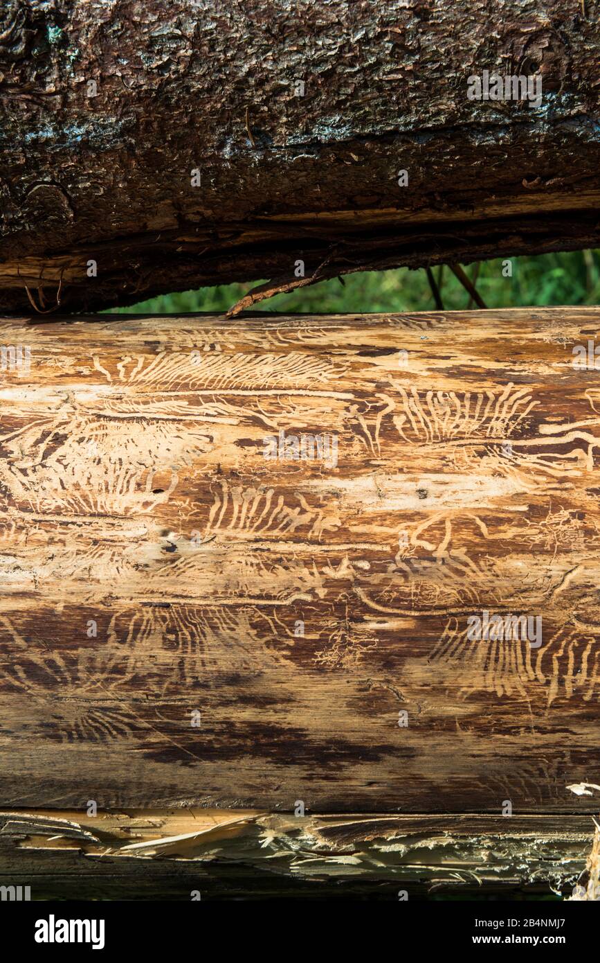 Bark beetle, bark beetle infestation, logs, spruce, letterpress infestation Stock Photo