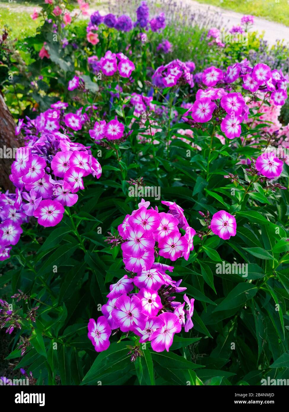Beautiful purple flowers hi-res stock photography and images - Alamy
