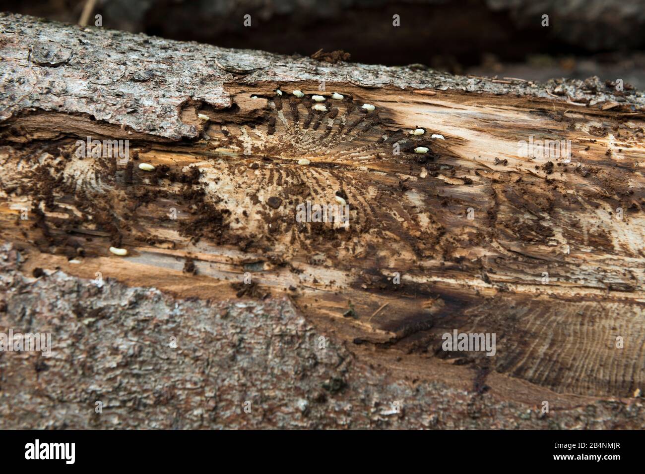 Bark beetle, bark beetle infestation, logs, spruce, letterpress infestation Stock Photo