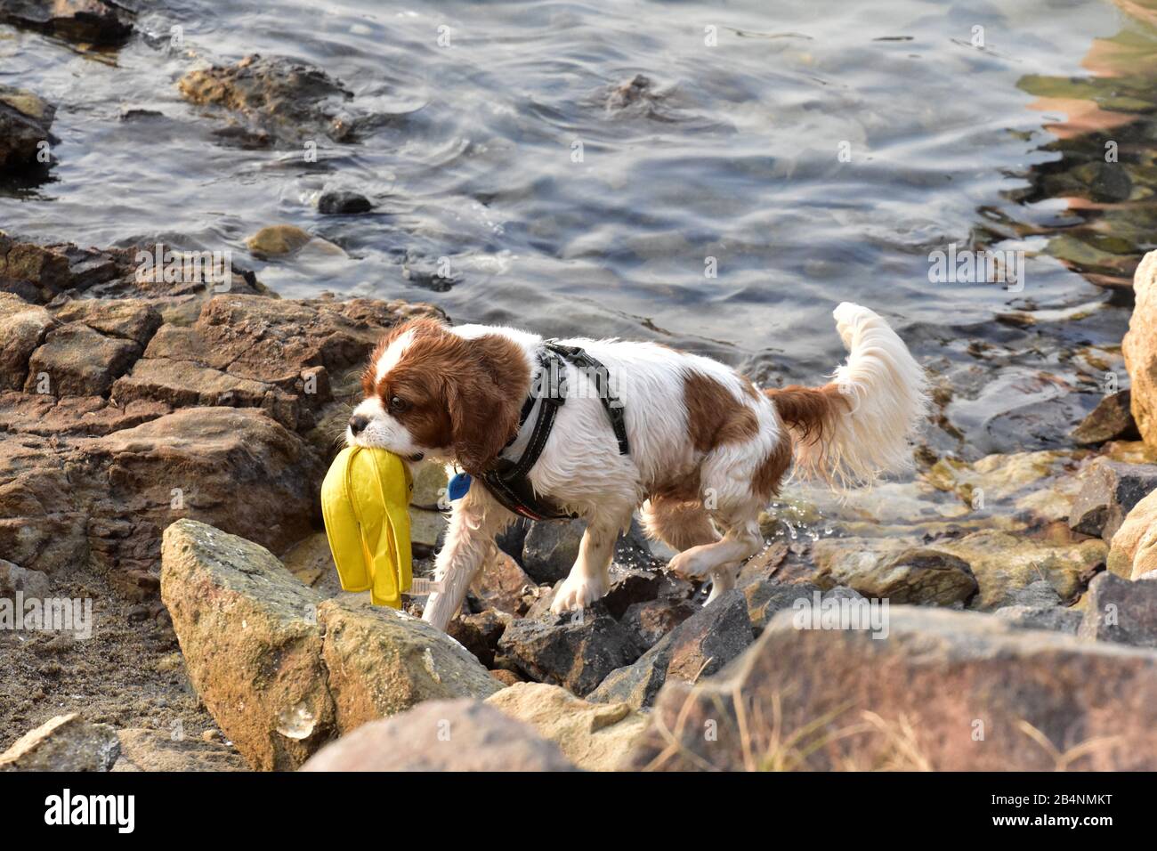 Deflated Animal DOG WITH DEFLATED BALL Stock Photo - Alamy