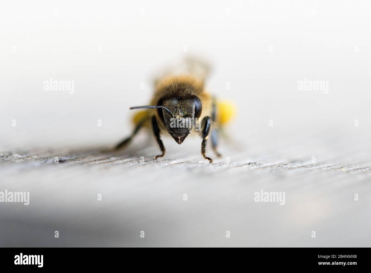 Honeybee (Apis mellifera) with pollen Stock Photo