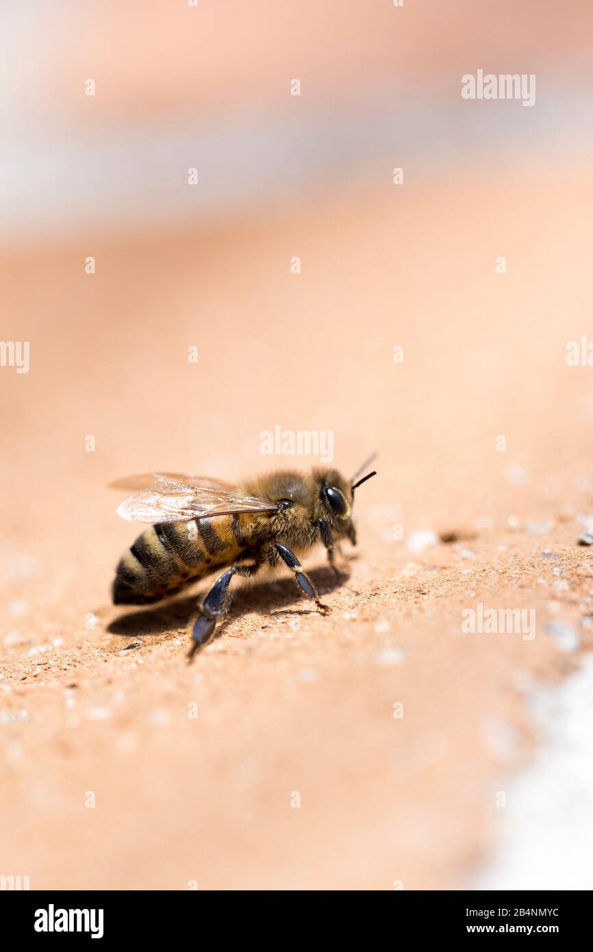 Honeybee, Apis mellifera Stock Photo