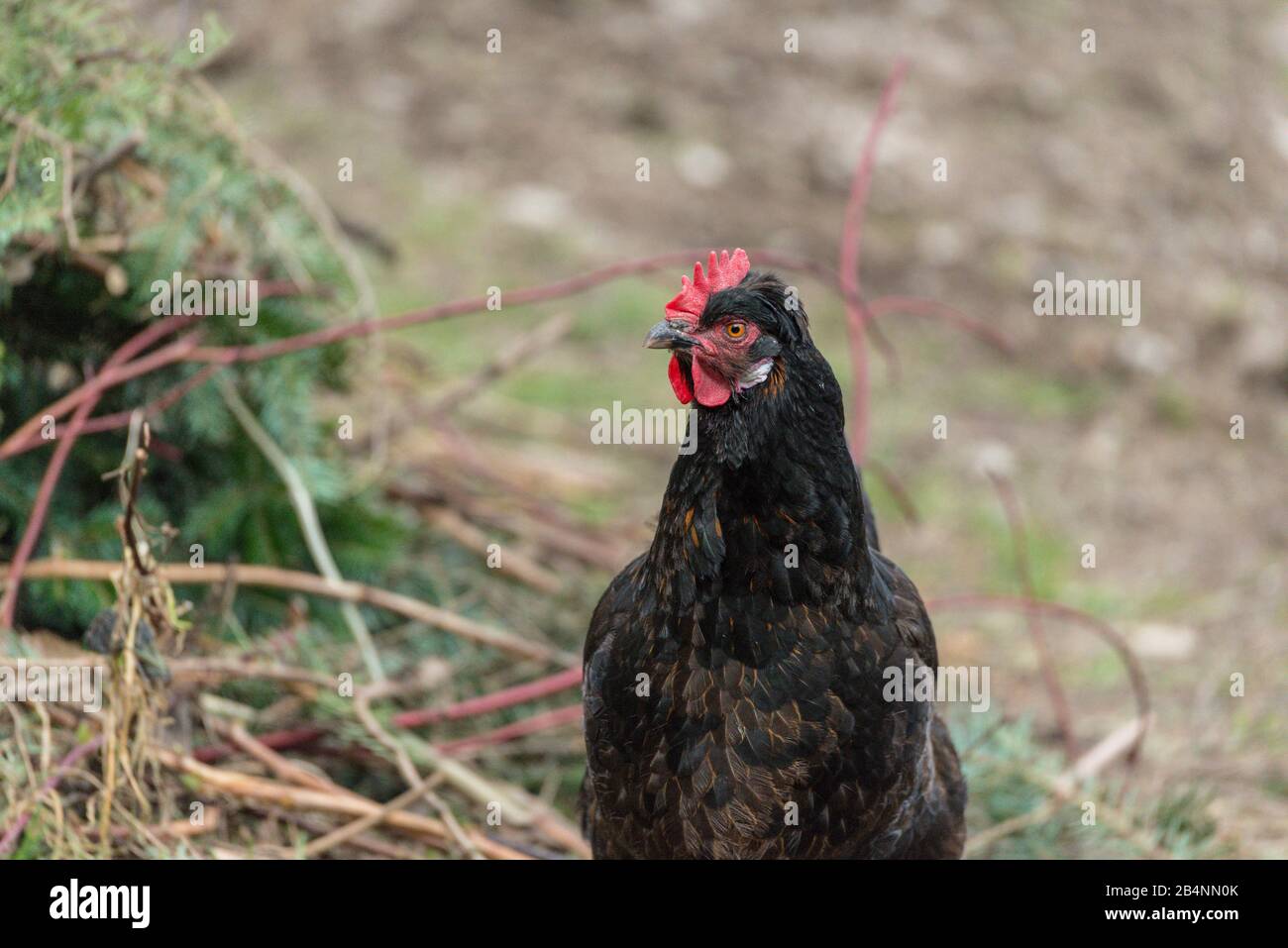 free-range chicken, farm Stock Photo