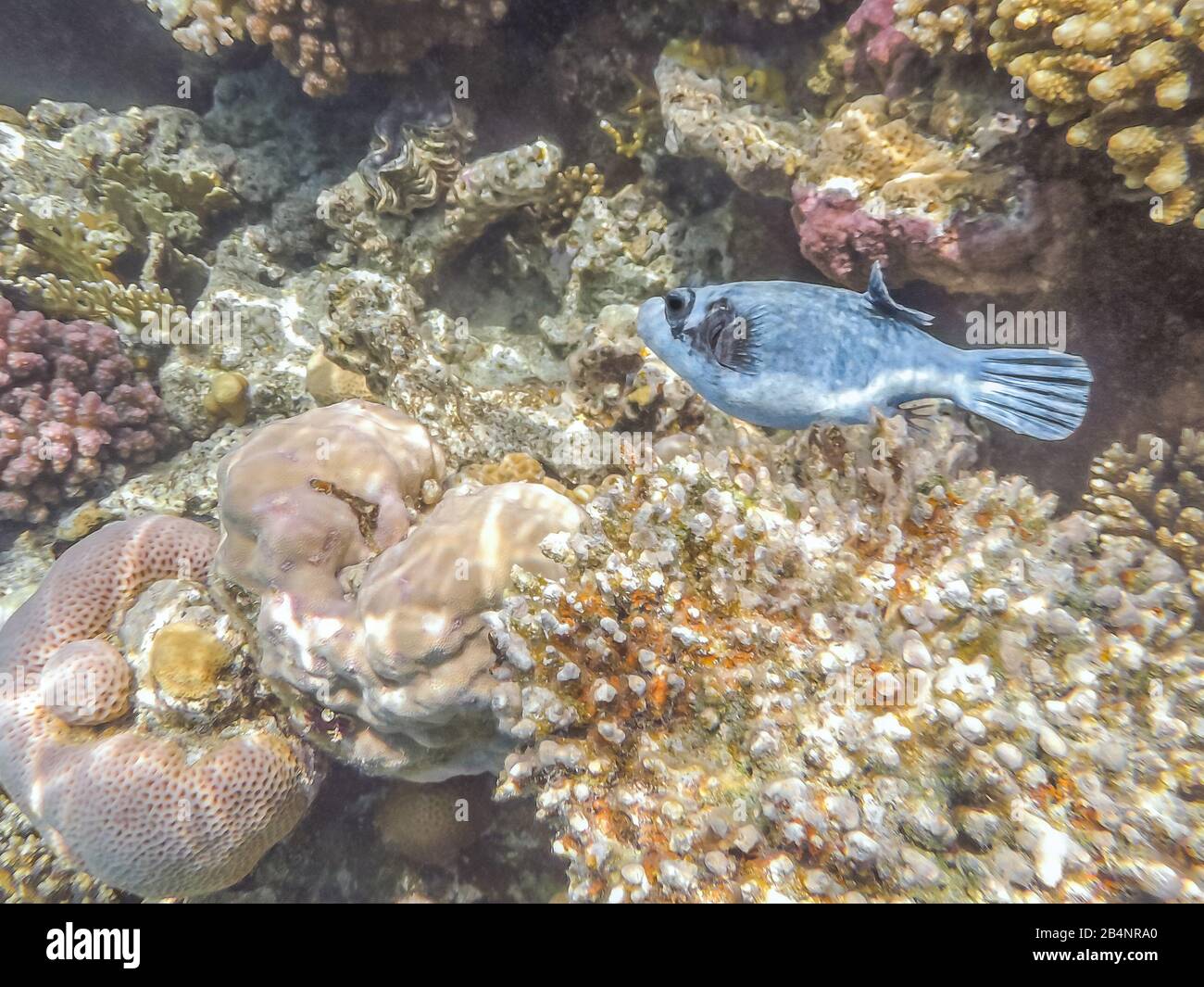 Fish ball in the Red Sea, Egypt. The inhabitants of the sea. Sea fish. Stock Photo