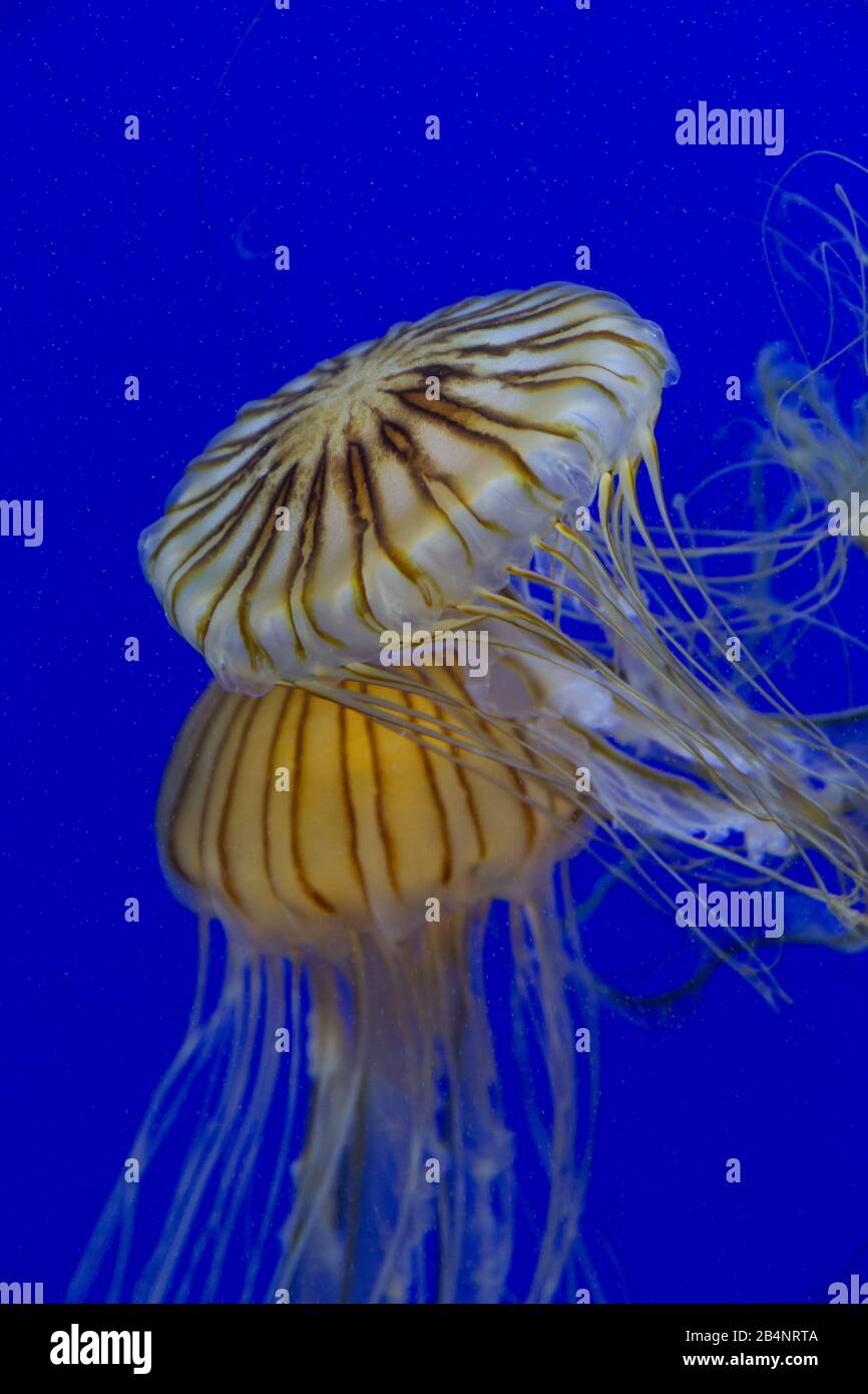White and yellow Chrysaora jelly fish swimming under sea water with blue background Stock Photo