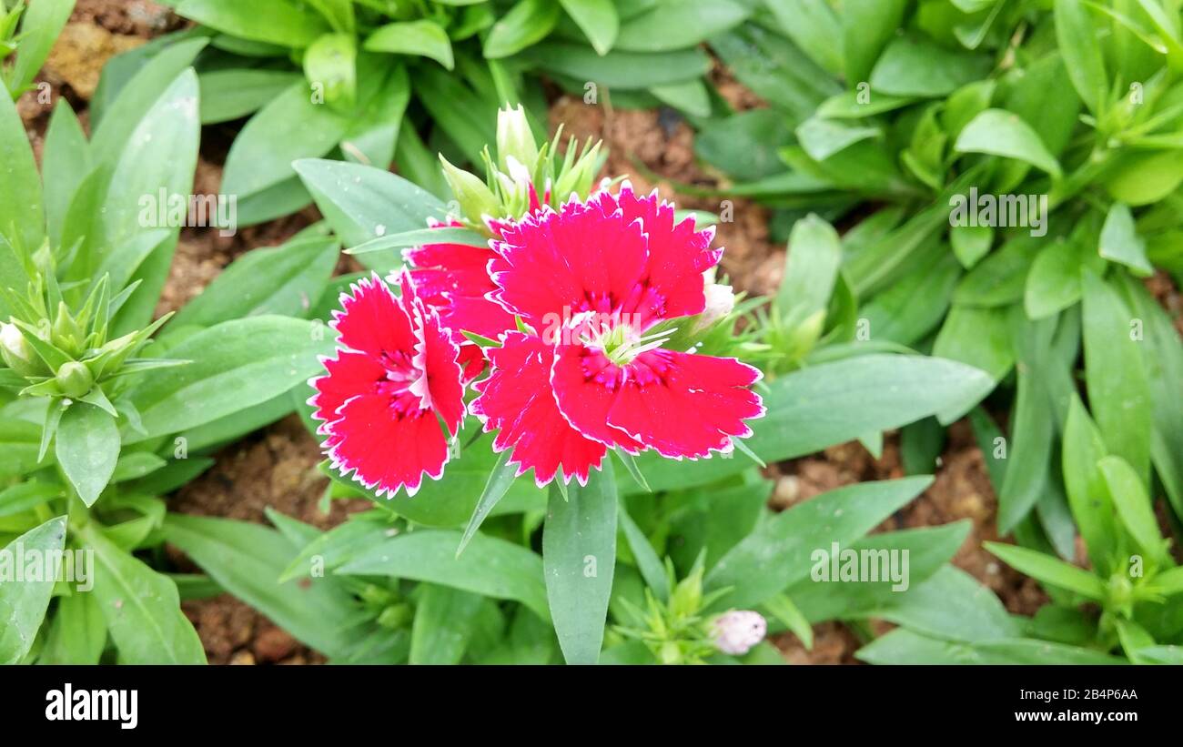 The carnation in the green belt produces beautiful flowers Stock Photo