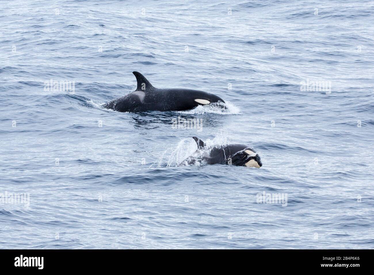 Orca (Killer Whale / Orcinus orca) (Ecotype A) mother-and-calf near ...