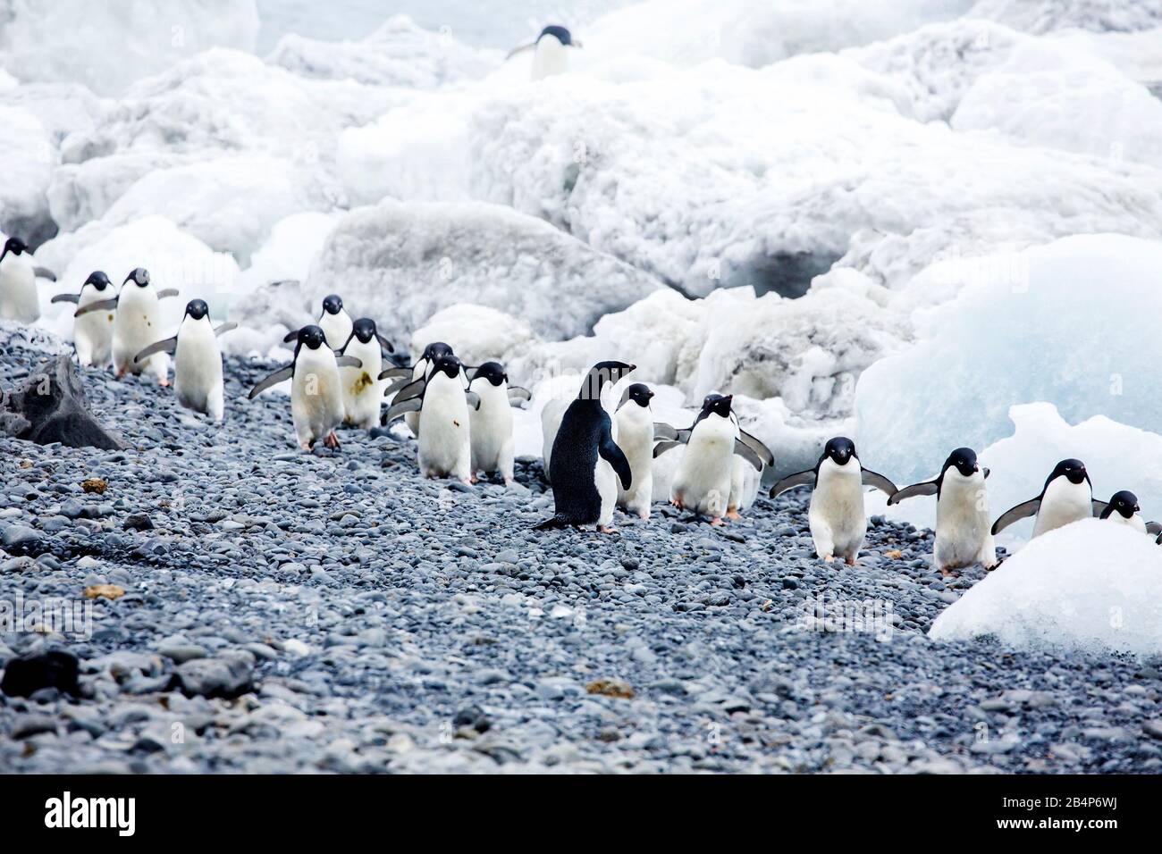 Adélie Penguin (Pygoscelis adeliae) at Brown Bluff, Antarctica Stock Photo