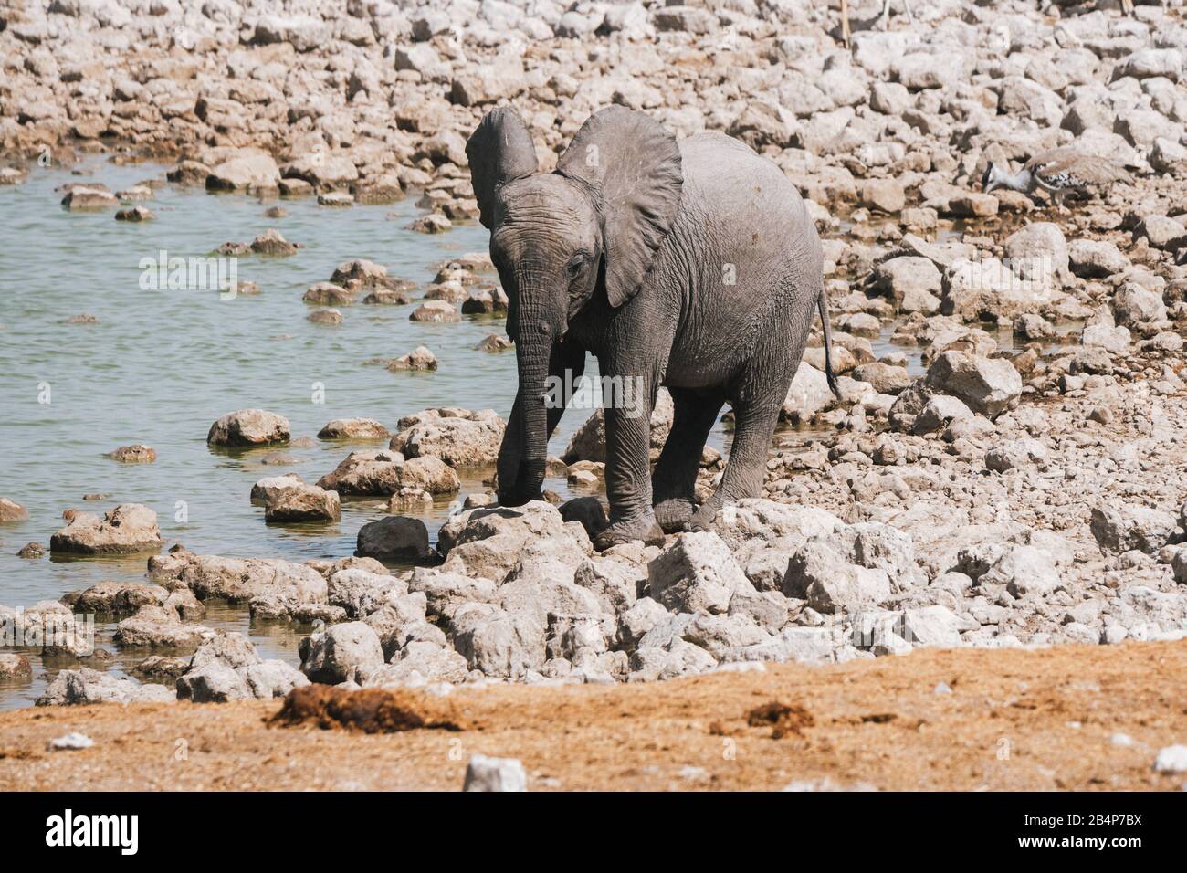 Baby Elephant Calf Drinking at Okaukuejo Waterhole in Etosha National Park, Namibia, Africa Stock Photo