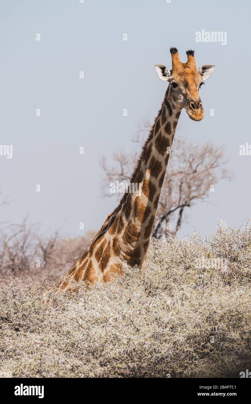 Angolan Giraffe Head and Neck in Portrait Orientation above the Bushes in Etosha National Park, Namibia, Africa Stock Photo