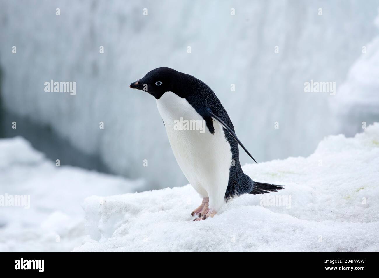 Penguin antarctica hi-res stock photography and images - Alamy