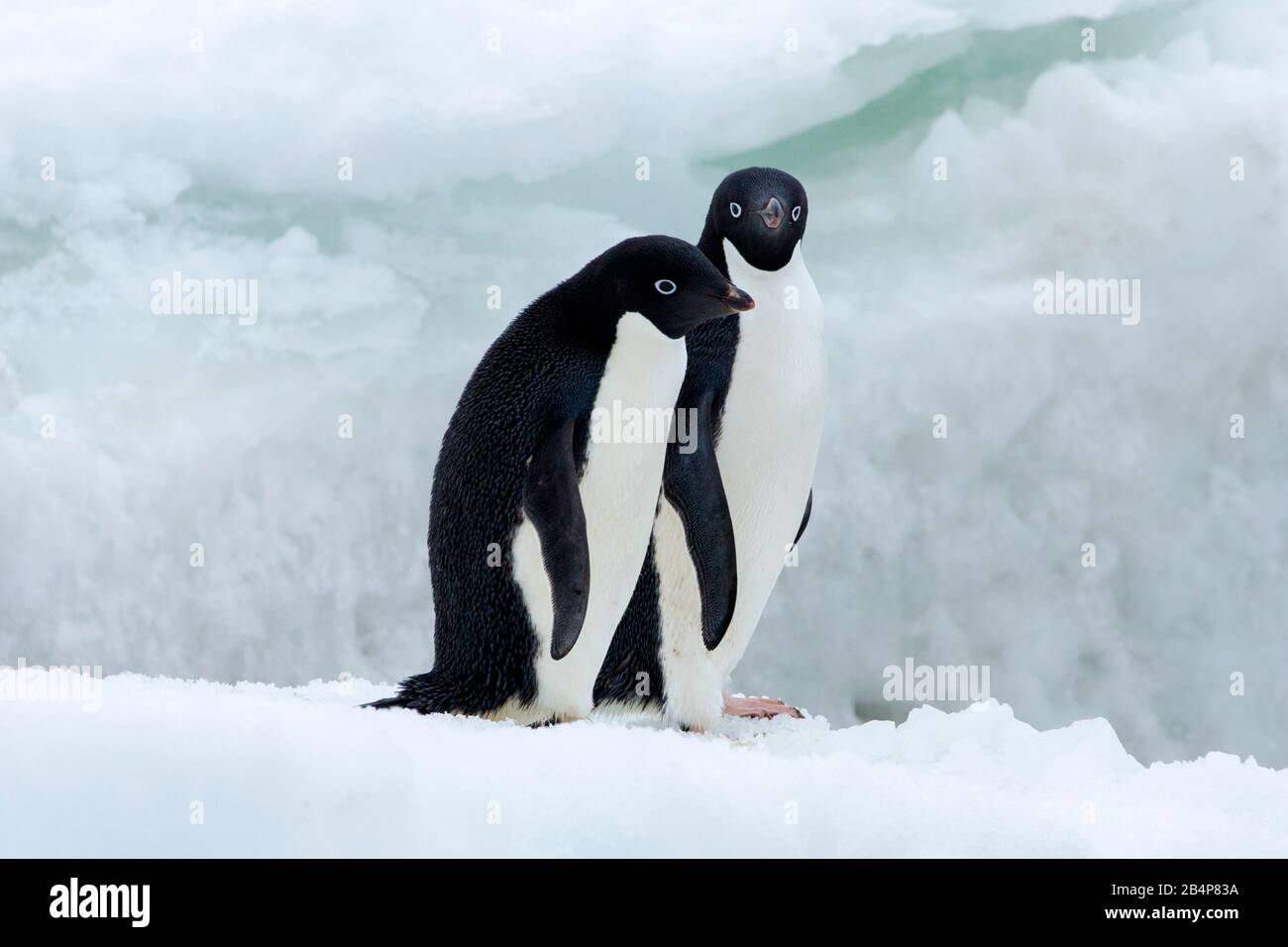 Adelie penguin hi-res stock photography and images - Alamy
