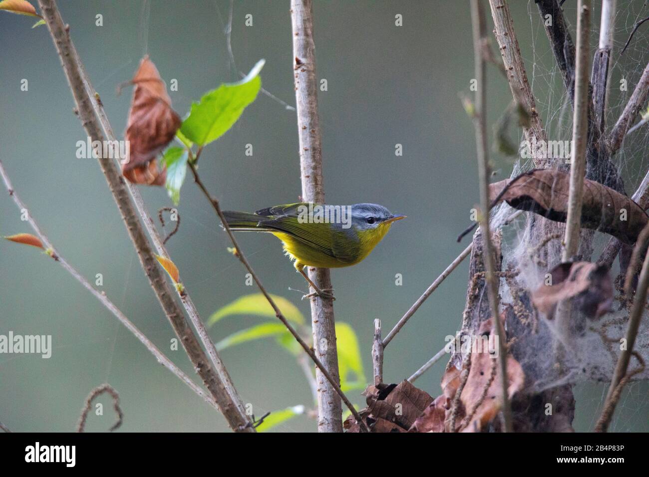 Grey headed Warbler, Basileuterus griseiceps, Gangtok, Sikkim, India Stock Photo