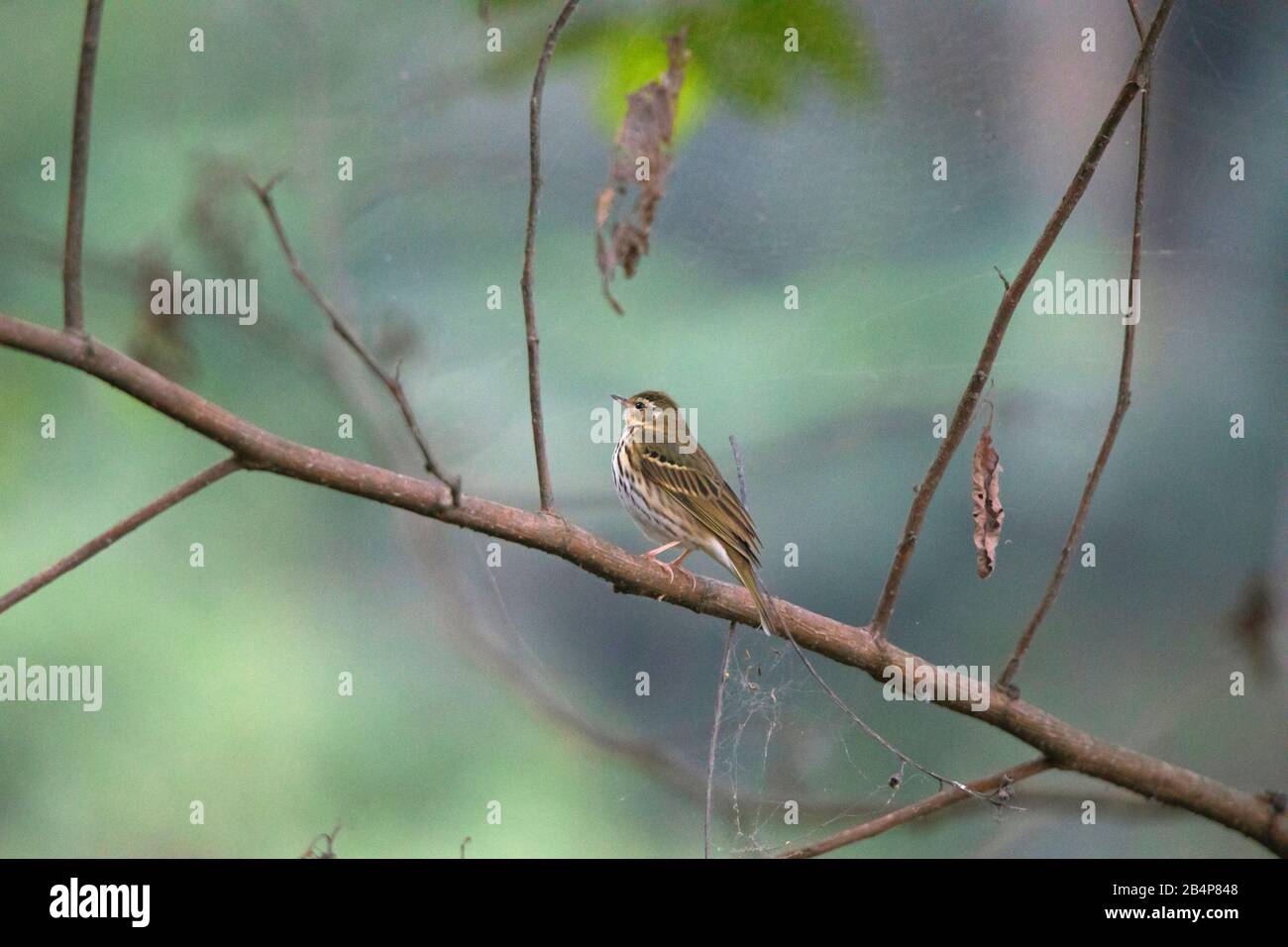 Olive backed Pipit,  Anthus hodgsoni, Mangan, Sikkim, India Stock Photo