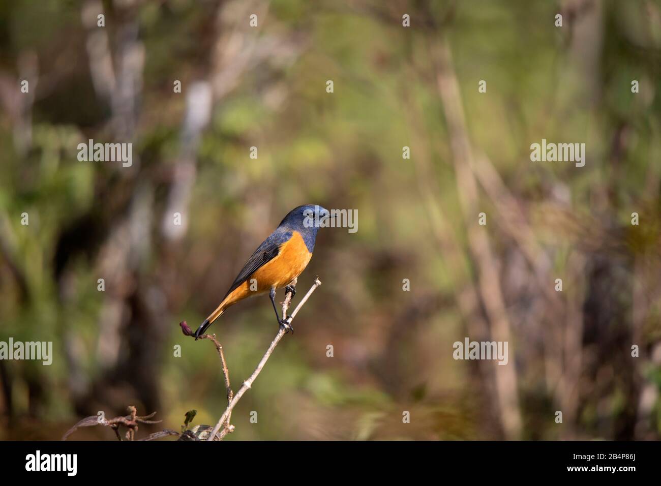 Blue fronted Redstart,  Phoenicurus frontalis, Pangolekha Wildlife Sanctuary, Sikkim, India Stock Photo