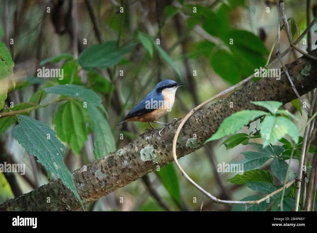 Sikkim birds hi-res stock photography and images - Alamy
