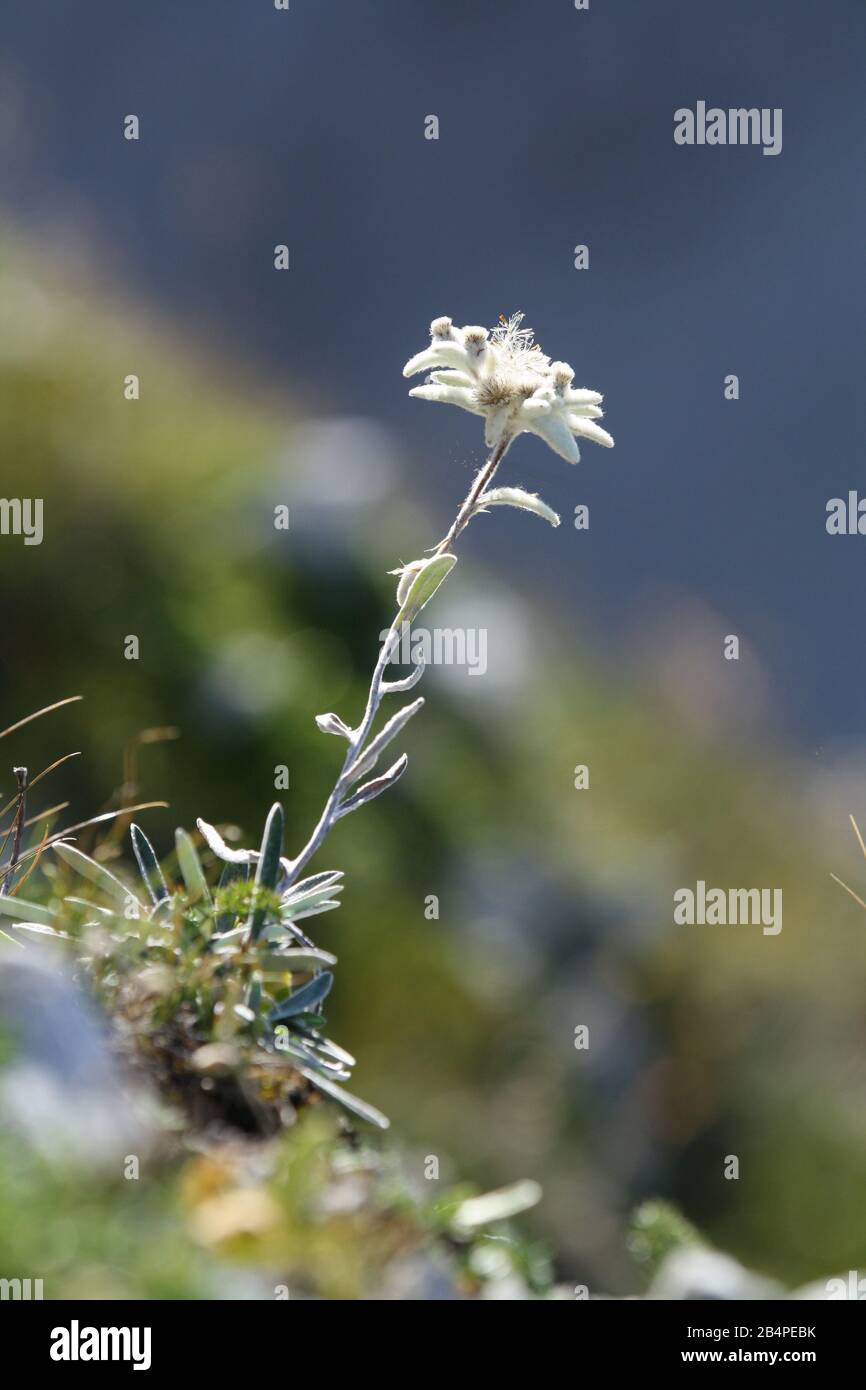Edelweiss - protected mountain plant, rare flower Stock Photo