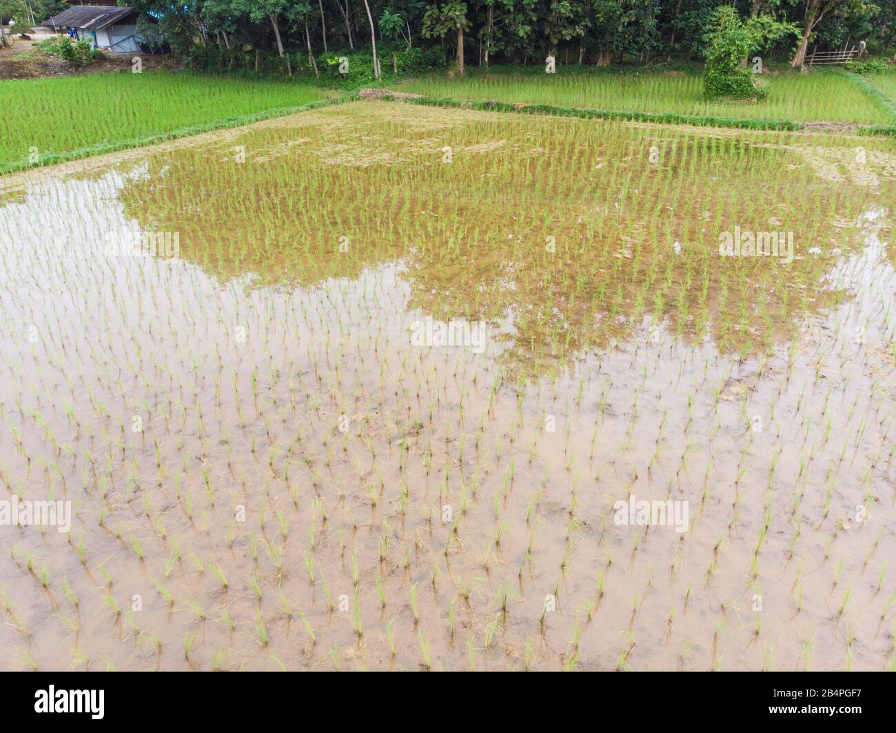 Paddy green rice plantation field in swamp water aerial view Stock ...