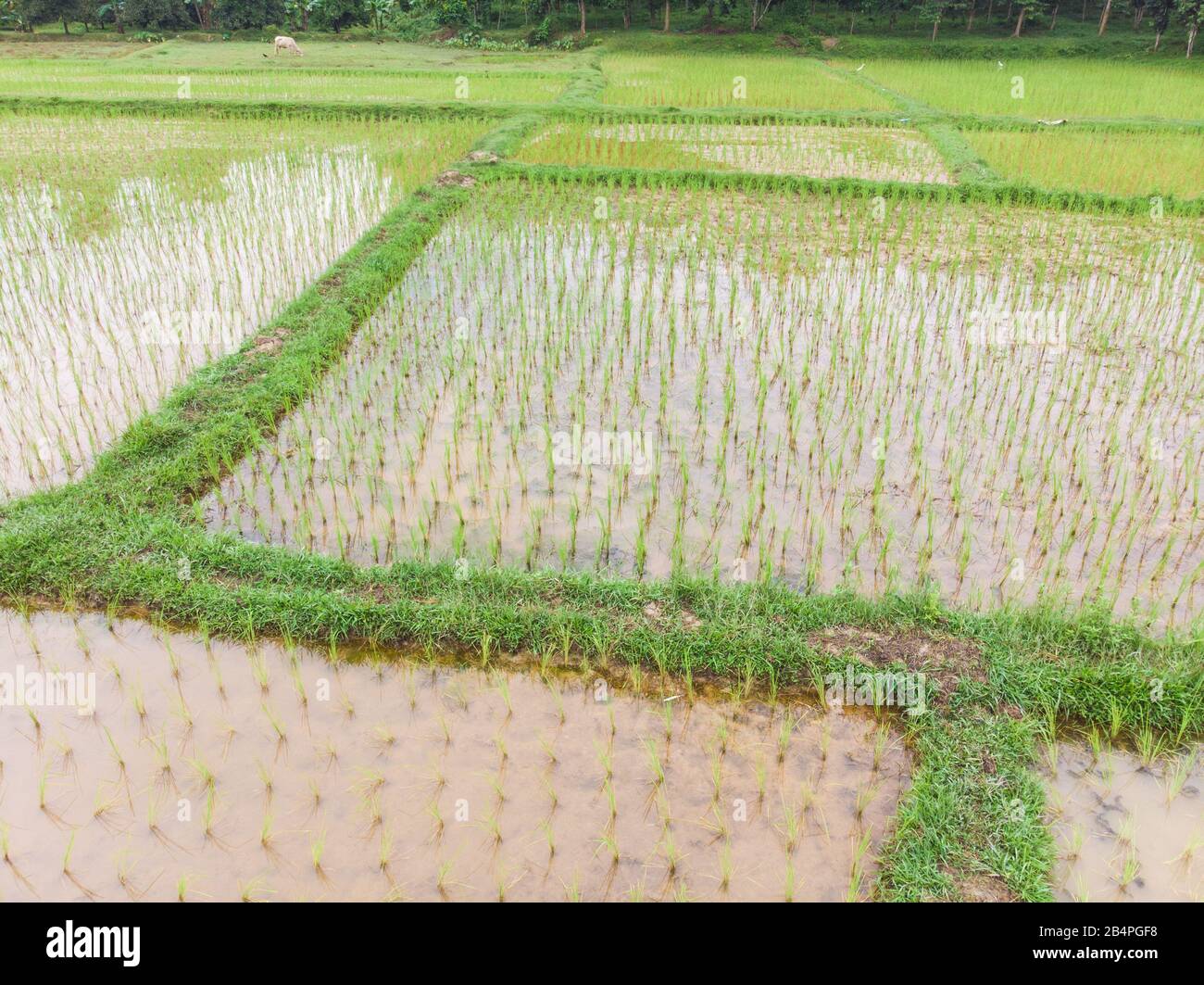 Paddy green rice plantation field in swamp water aerial view Stock
