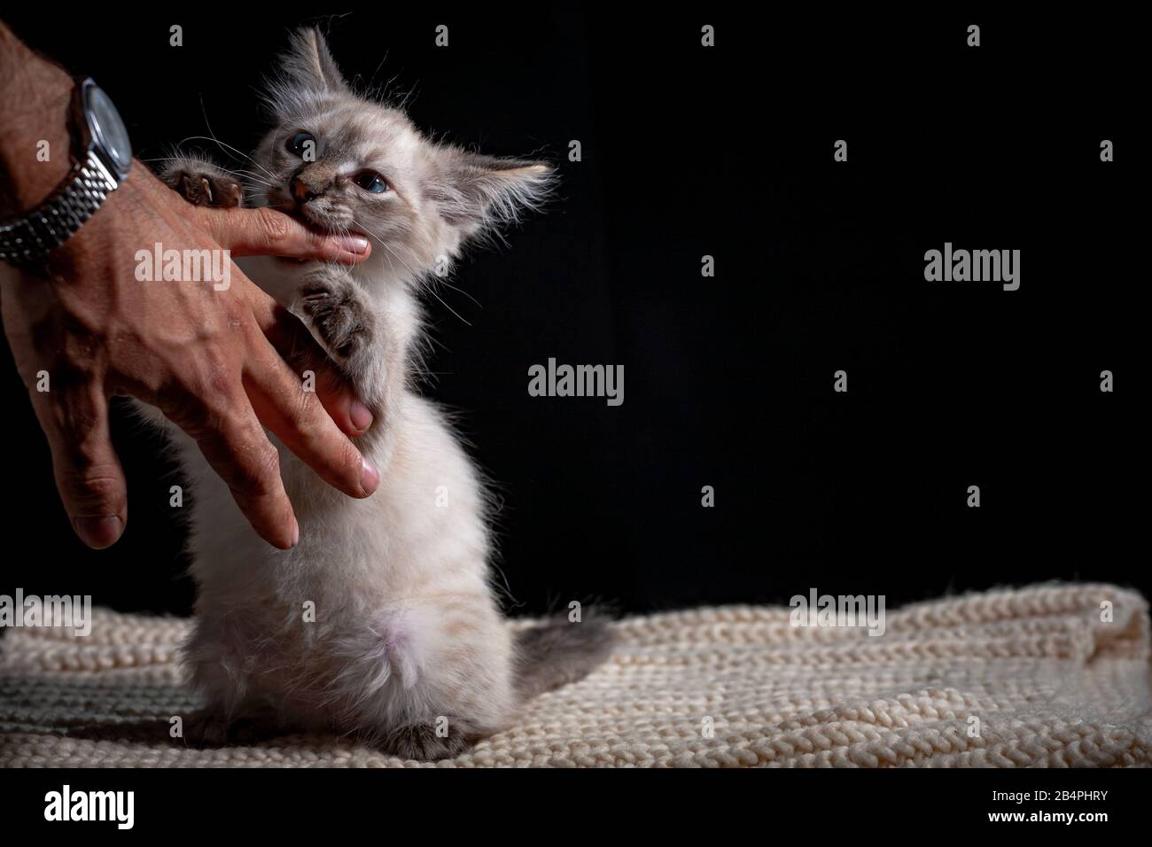 Baby cat playing with hand gray fluffy kitten on a black background is