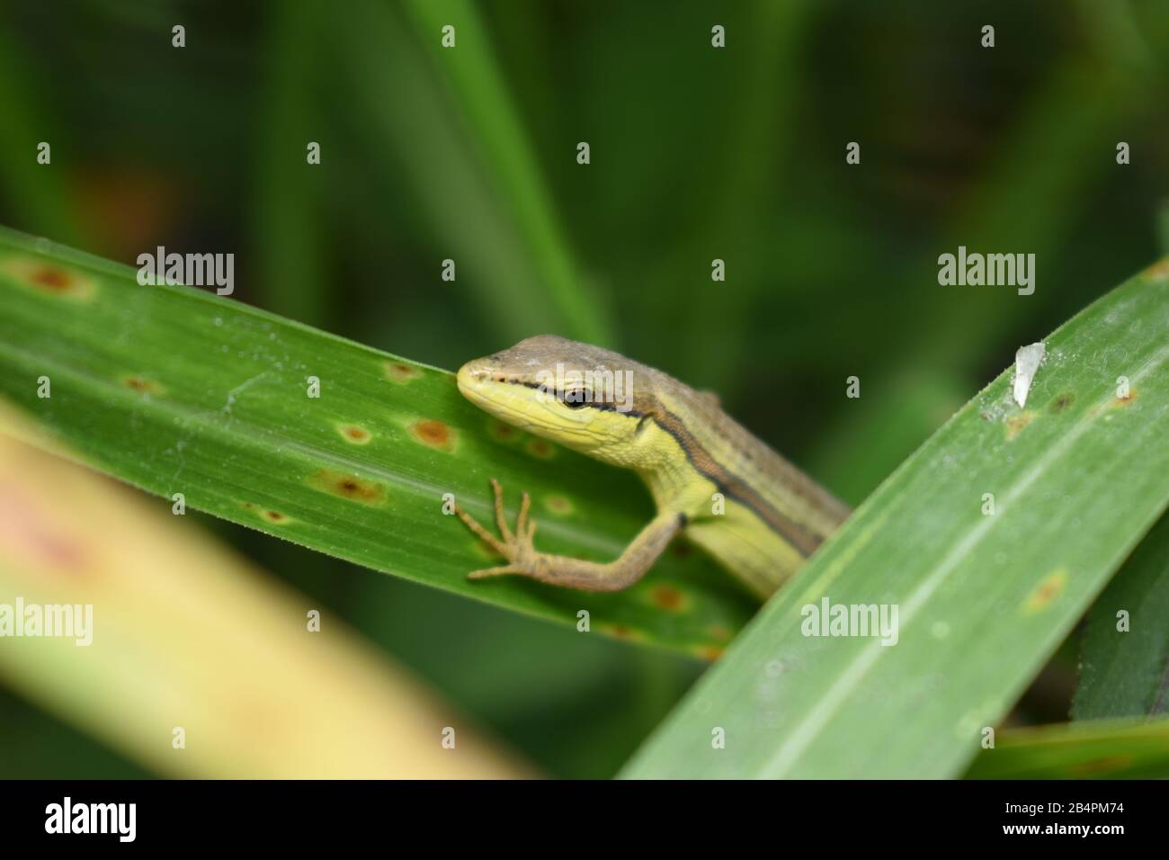 Asian grass lizard (Takydromus sexlineatus) hiding behind grass. Surakarta, Indonesia. Stock Photo