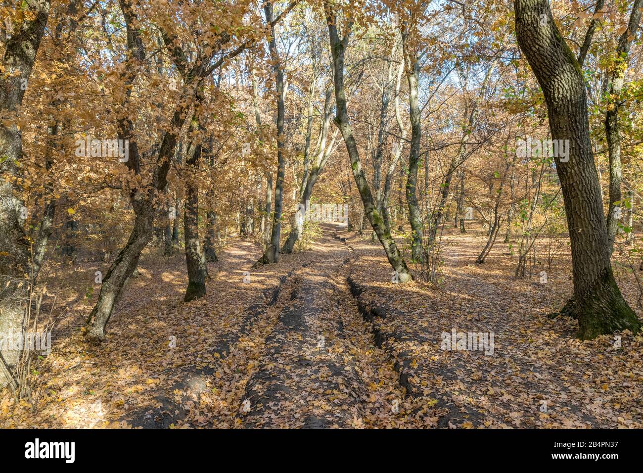 Hoia Baciu Forest - World’s Most Haunted Forest with a reputation for many intense paranormal activity and unexplained events. Inside Hoia Baciu Haunt Stock Photo
