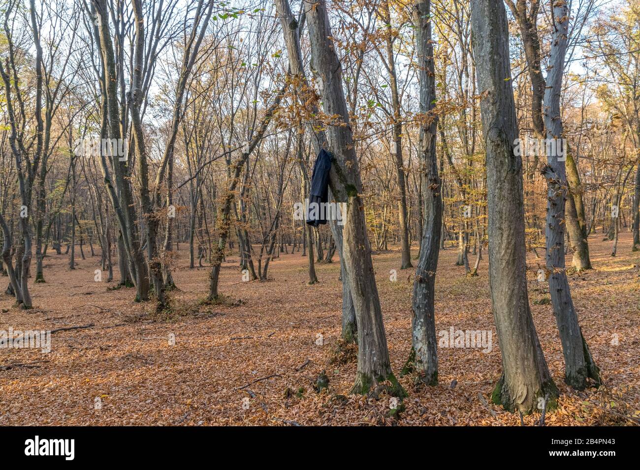 Hoia High Resolution Stock Photography And Images Alamy Hoia High Resolution Stock Photography And Images Alamy