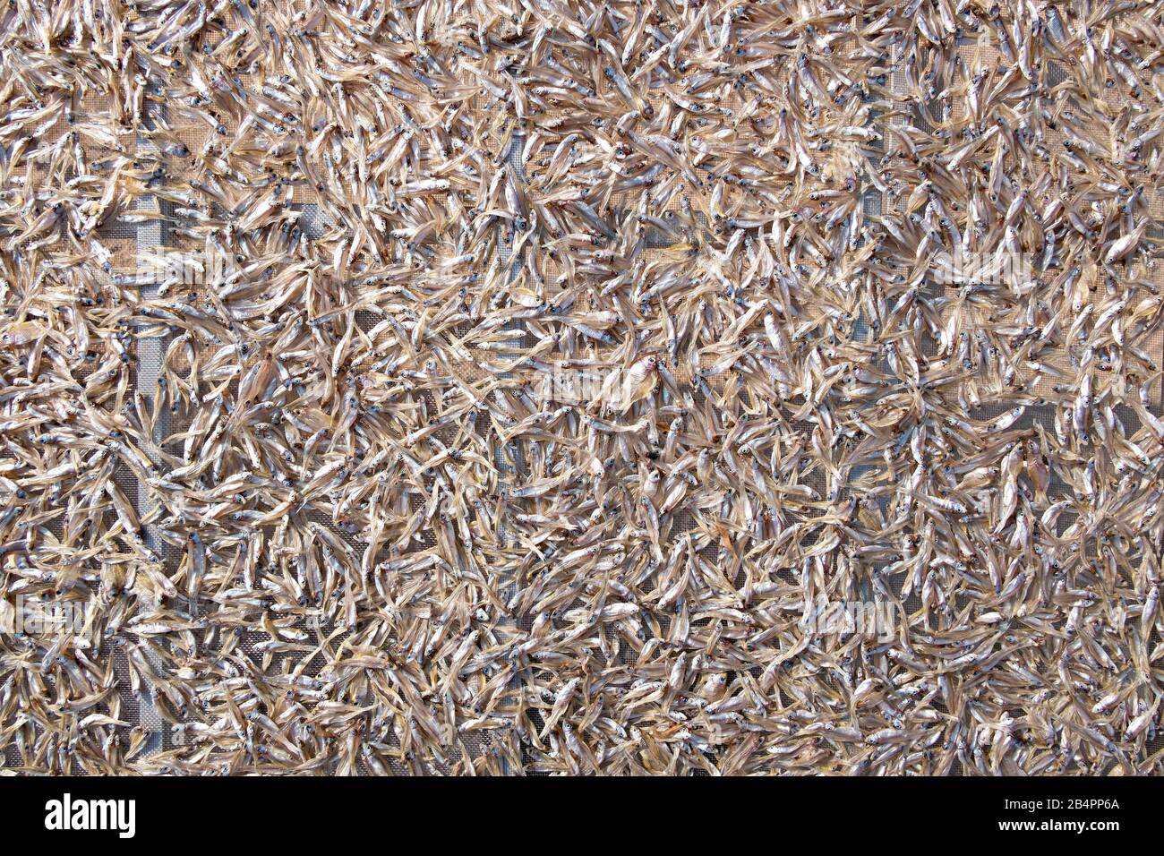 Sun dry of fish hi-res stock photography and images - Alamy