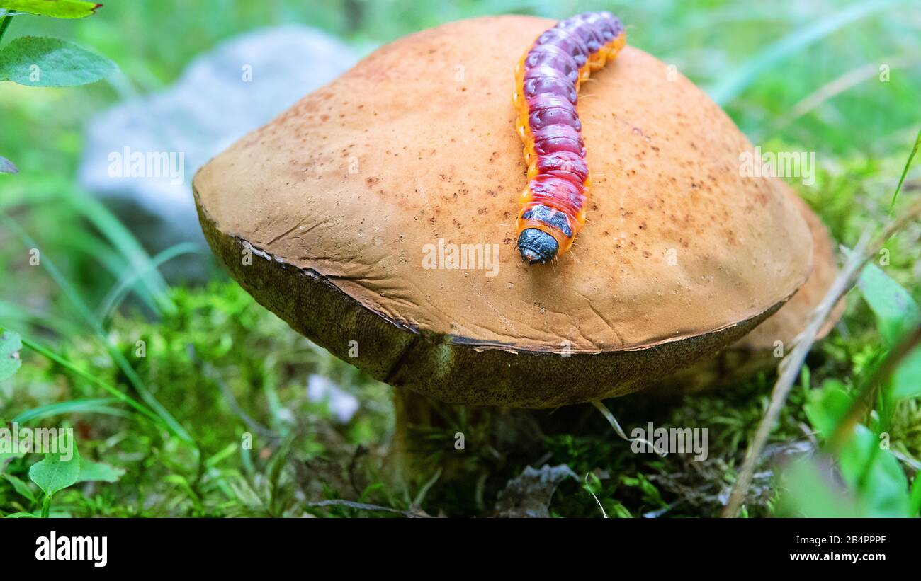 Caterpillar crawling on a large mushroom boletus. Common goat moth (Coccus coccus) - pest; wood-destroying insect Stock Photo