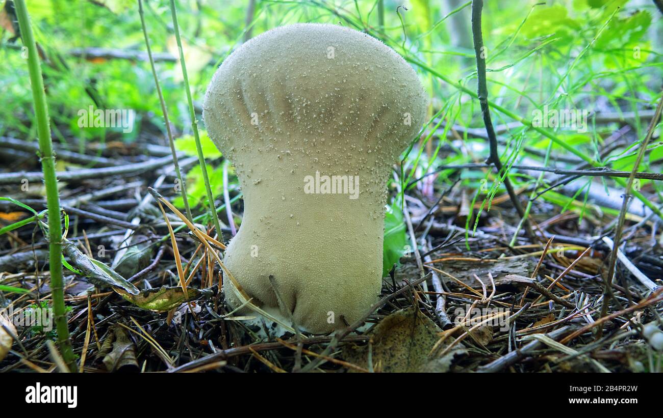 Puffbal (Calvatia excipuliformis, gill fungi (Agaricaceae) Mushroom large size, but young with white flesh, edible fungus Stock Photo