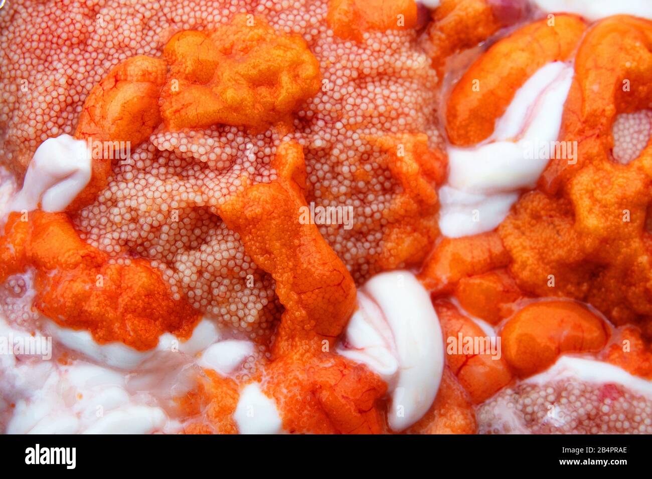 A mixture of fresh caviar and milt the most energycontaining winter