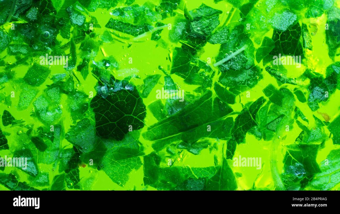 Color of life green background. Fragments of vegetation, Fermentation stimulating substances, fermented broth. Chlorophyll-rich object and energy as b Stock Photo