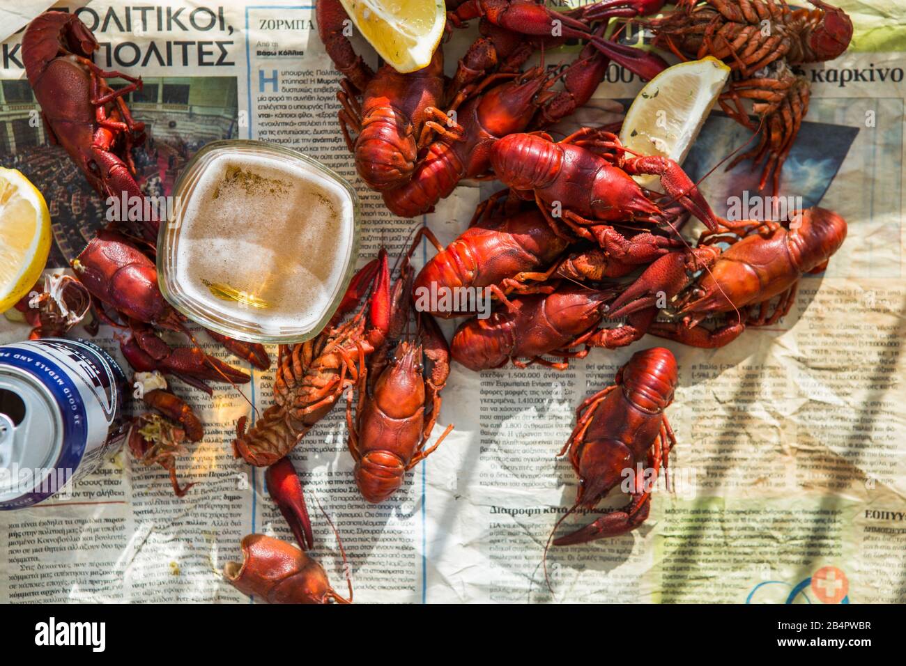 A crayfish also known as a (yabbie) with blue claws. Crayfish at