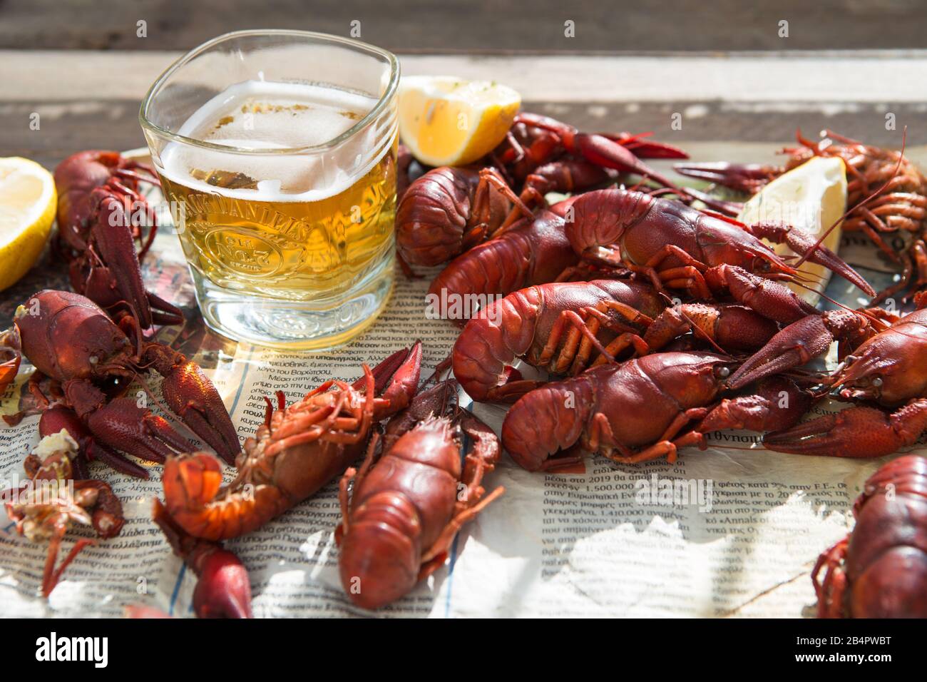 A crayfish also known as a (yabbie) with blue claws. Crayfish at