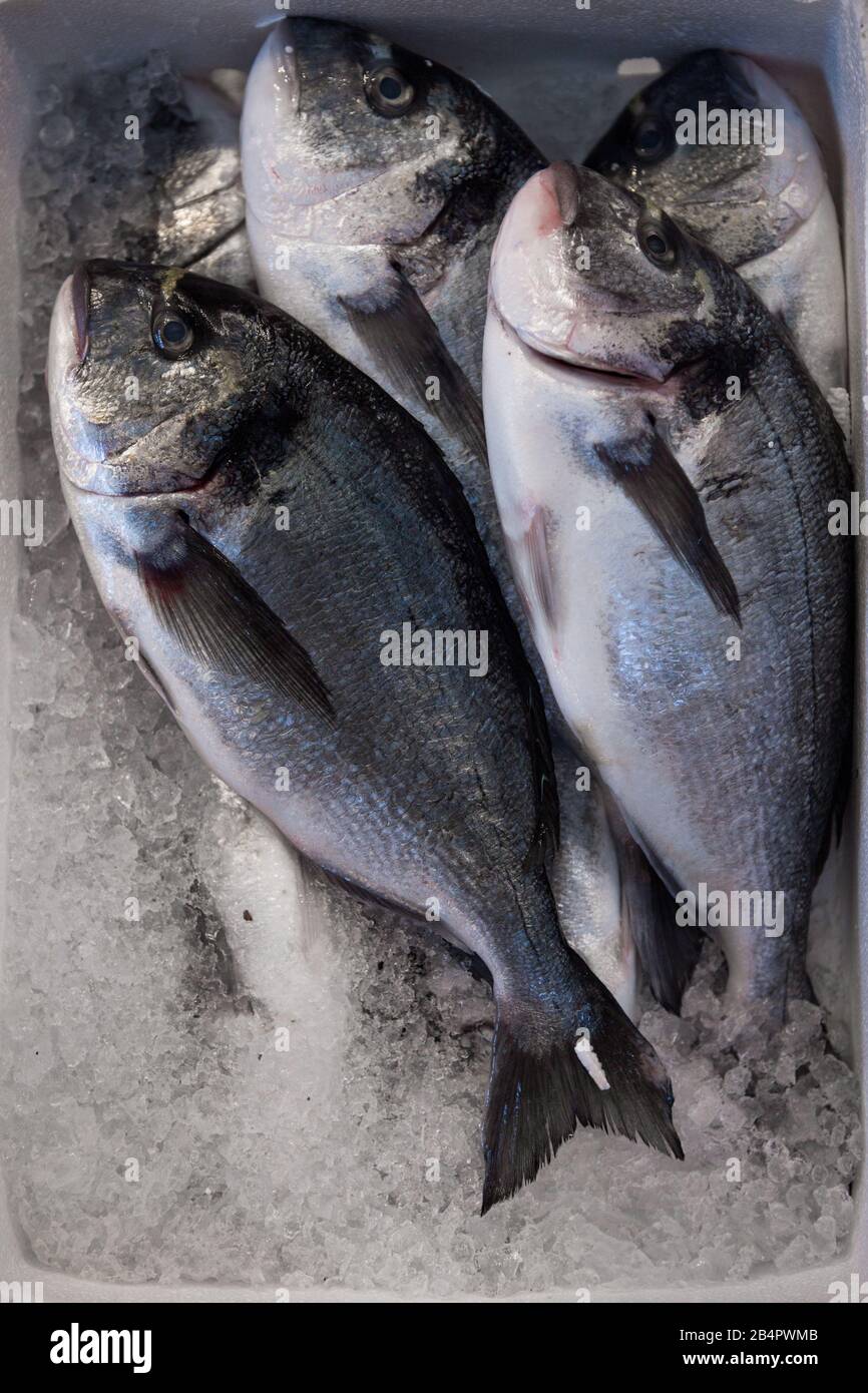 Fresh fish dorado for sale at a fish market Stock Photo Alamy