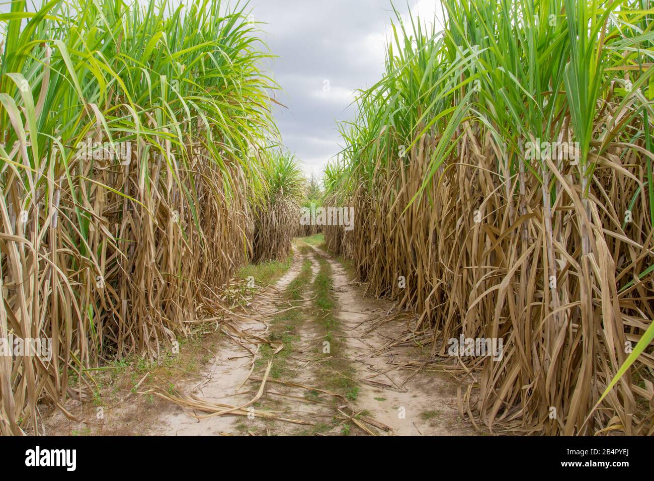 Sugar cane field with blue sky Stock Photo Alamy