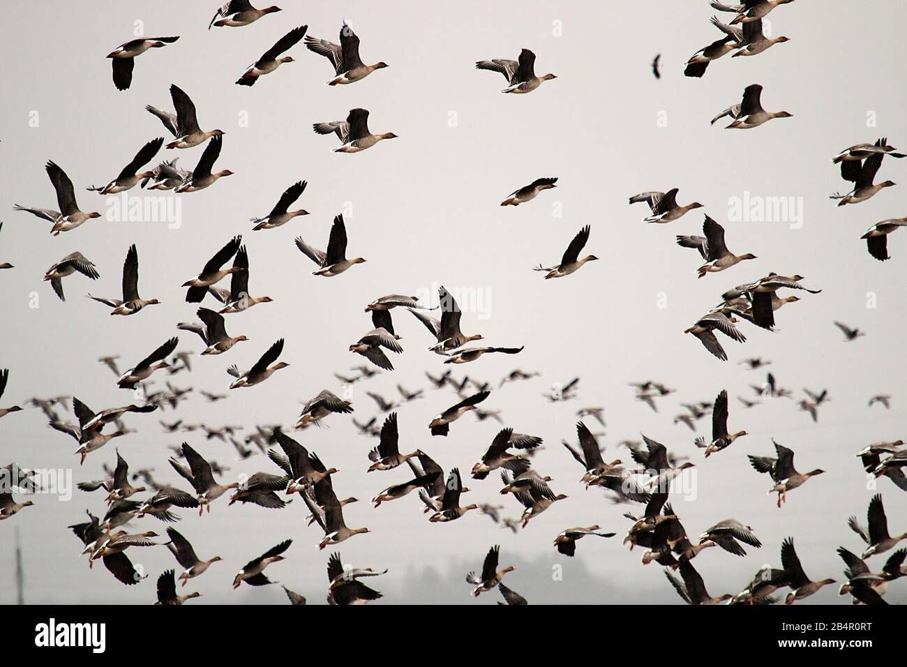 Autumn and spring migrations of birds. Geese make long stops in process of migration to replenish energy resources. Agricultural field as place of sto Stock Photo